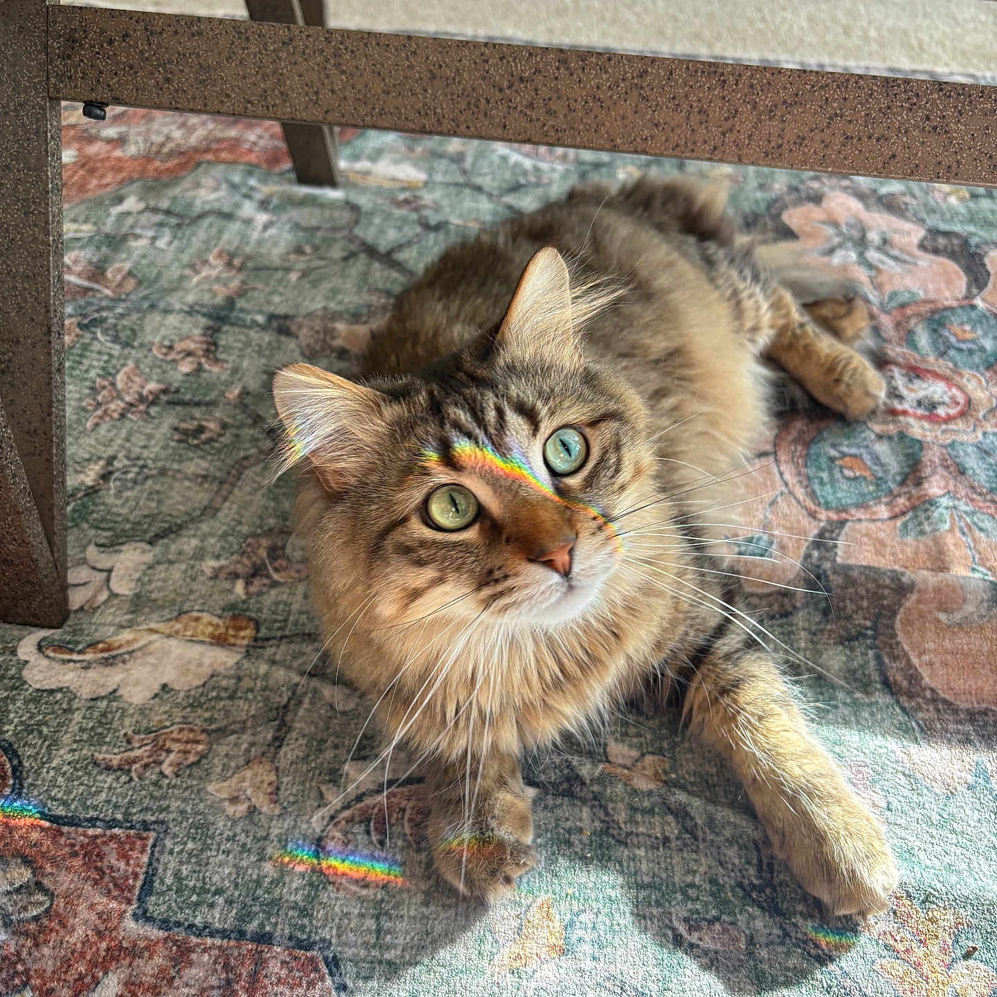 Dipper joined the competition — help win amazing prizes! cat, tabby, fluffy, indoor, rug, patterned_rug, furniture, table, rainbow_light, light_reflection, pet, animal, whiskers, green_eyes, relaxed, floor, home, cozy, fur, paw