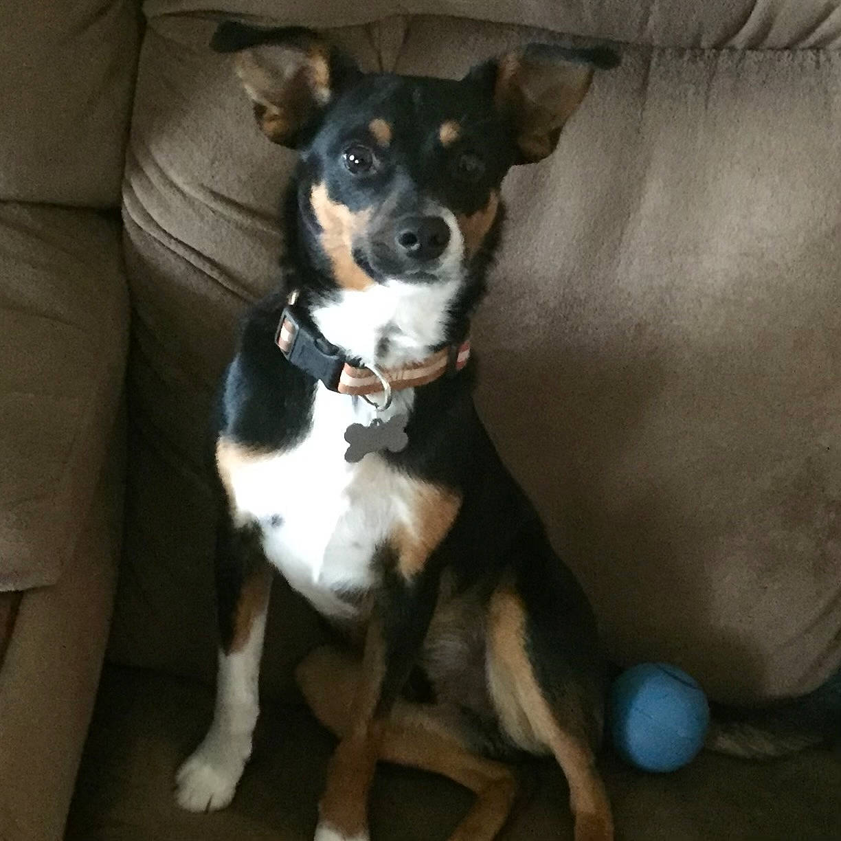 Kato is registered to the contest to win money with this photo: canidae, carnivore, comfort, companion_dog, couch, dog, dog_breed, non_sporting_group, puppy, sitting, snout, sporting_group, terrestrial_animal, terrier, toy_dog, whiskers, working_animal, working_dog