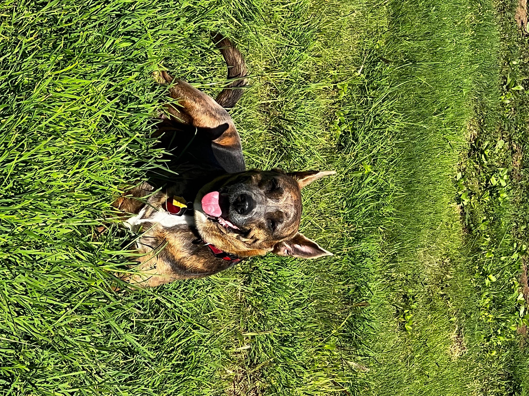 Layla joined the competition — help win amazing prizes! canidae, carnivore, companion_dog, dog, dog_breed, dog_supply, grass, grassland, groundcover, guard_dog, herding_dog, king_shepherd, old_german_shepherd_dog, people_in_nature, plant, shrub, sporting_group, tail, working_animal, working_dog