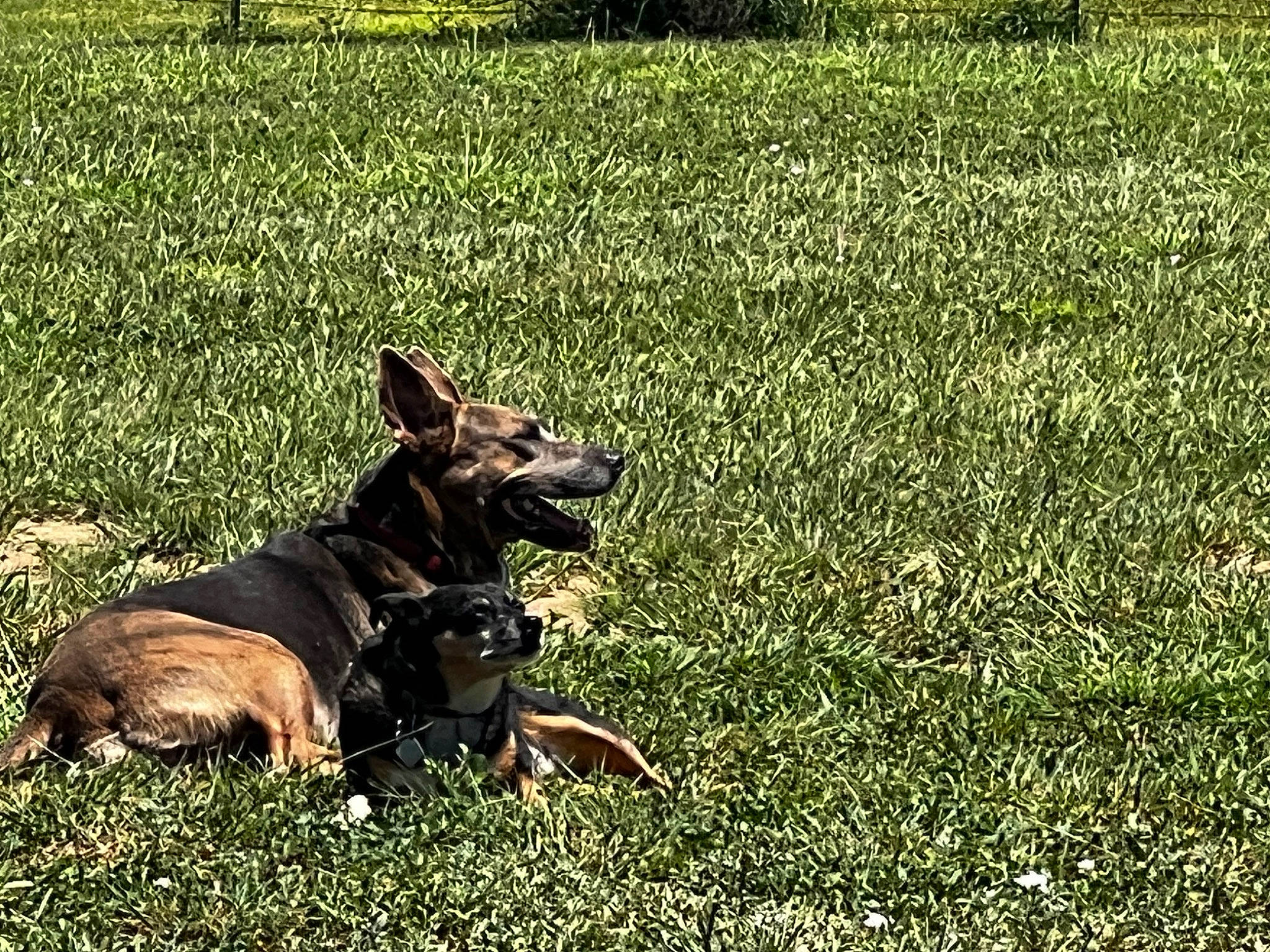 Layla joined the competition — help win amazing prizes! canidae, carnivore, companion_dog, dog, dog_breed, fawn, field, grass, grass_family, grassland, groundcover, lawn, meadow, pasture, plant, snout, sporting_group, terrestrial_animal, working_animal, working_dog