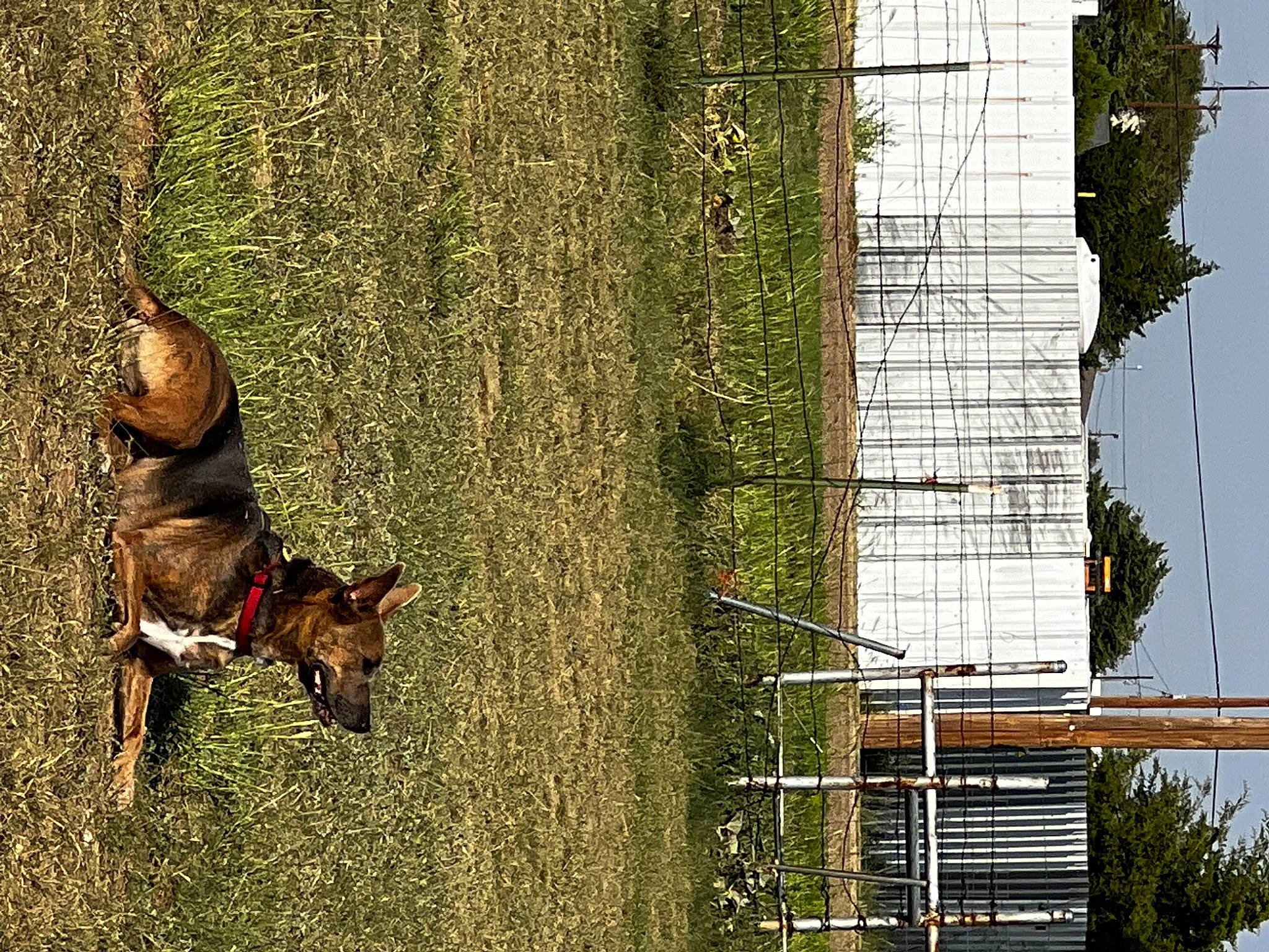 Layla joined the competition — help win amazing prizes! art, carnivore, dog, dog_breed, dog_supply, fawn, grass, guard_dog, liver, plant, prazsky_krysarik, snout, tail, terrestrial_animal, tree, trunk, urban_design, wildlife, window, wood