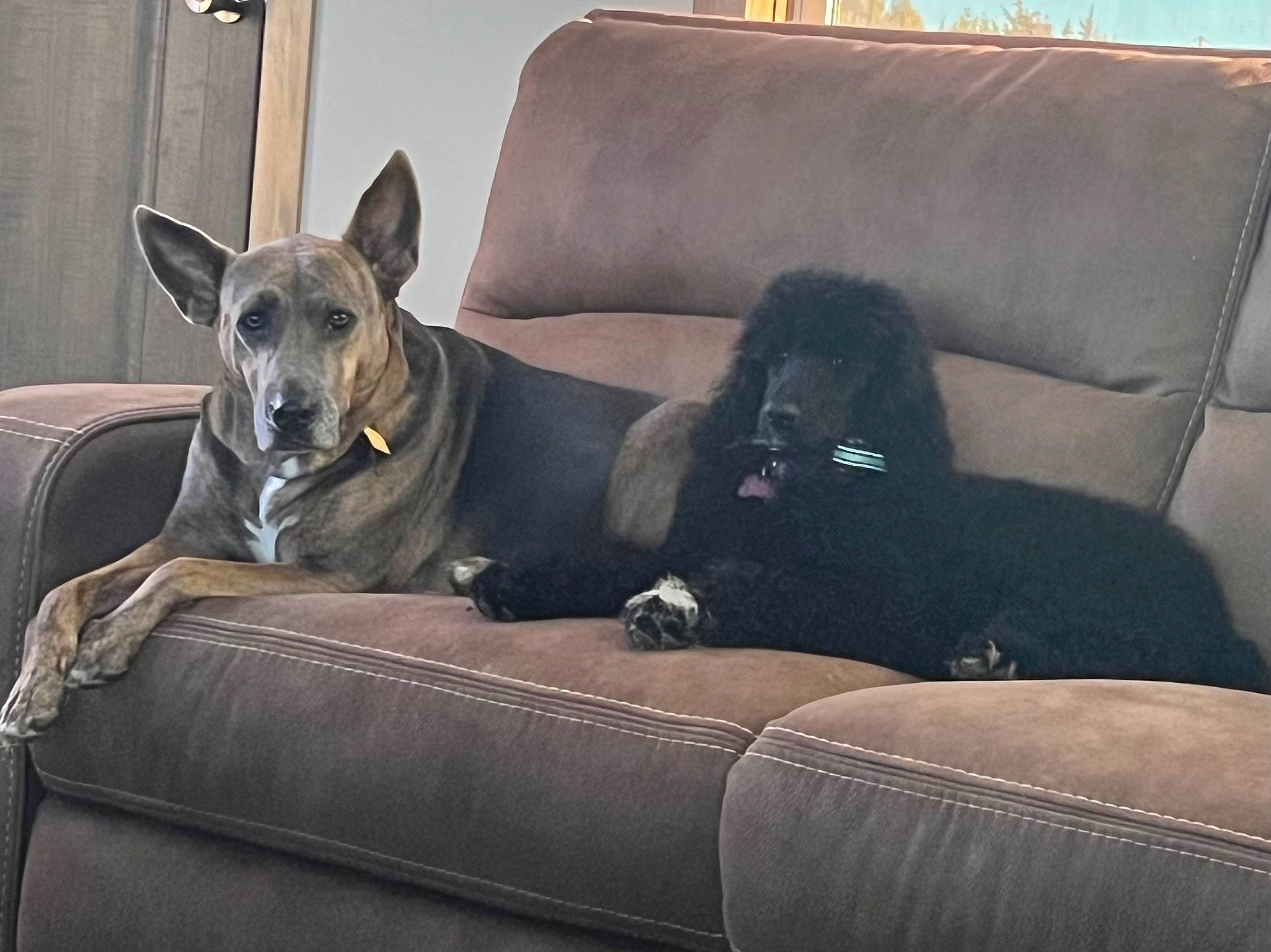 Ellie May joined the competition — help win amazing prizes! canidae, carnivore, collar, comfort, companion_dog, couch, dog, dog_breed, dog_supply, fawn, grey, guard_dog, magyar_agar, sighthound, sitting, snout, sporting_group, studio_couch, terrestrial_animal, working_animal