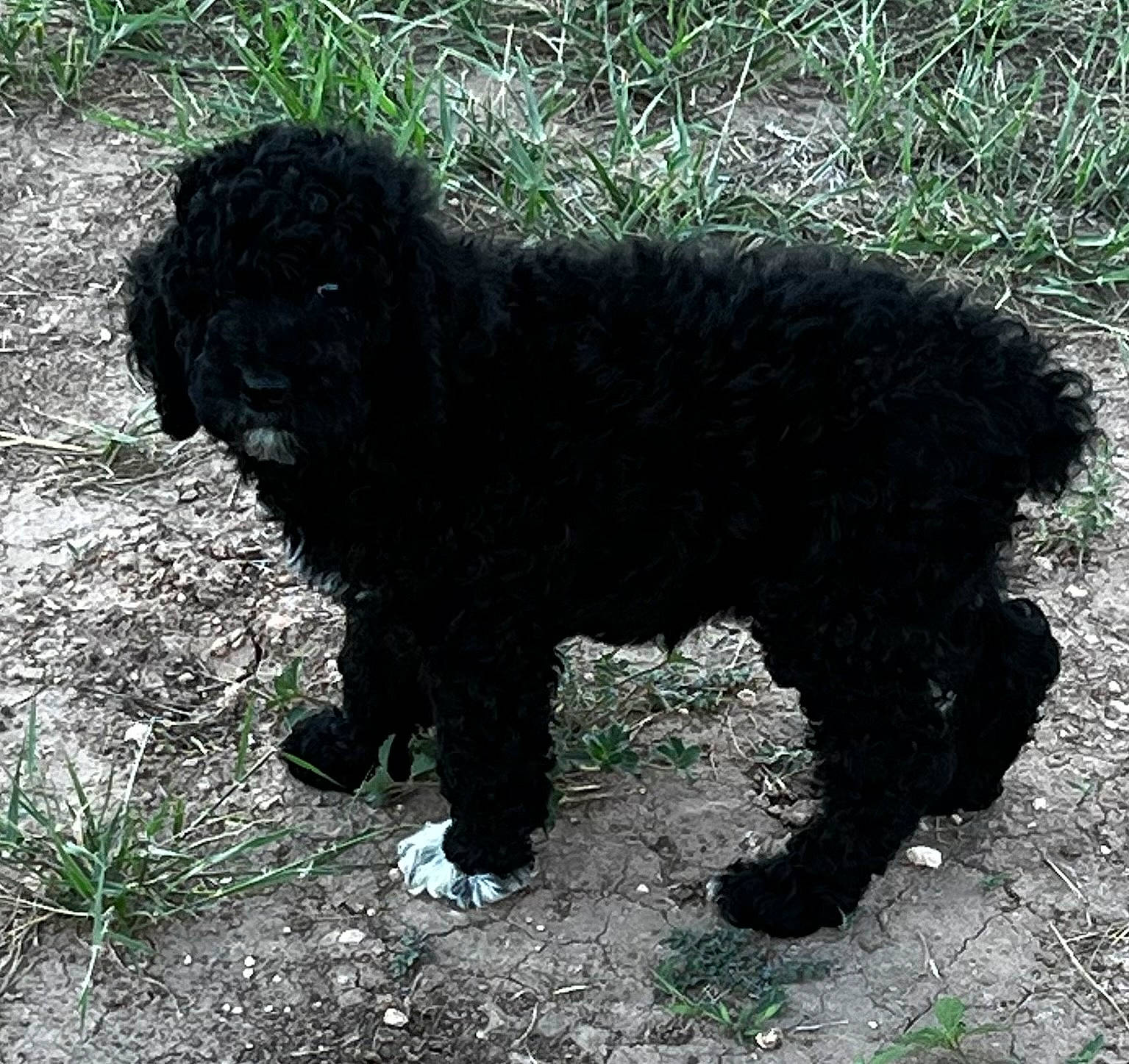 Ellie May is registered to the contest to win money with this photo: canidae, carnivore, companion_dog, dog, dog_breed, fur, grass, non_sporting_group, poodle, snout, soil, sporting_group, tail, terrestrial_animal, terrier, water_dog, working_animal, working_dog