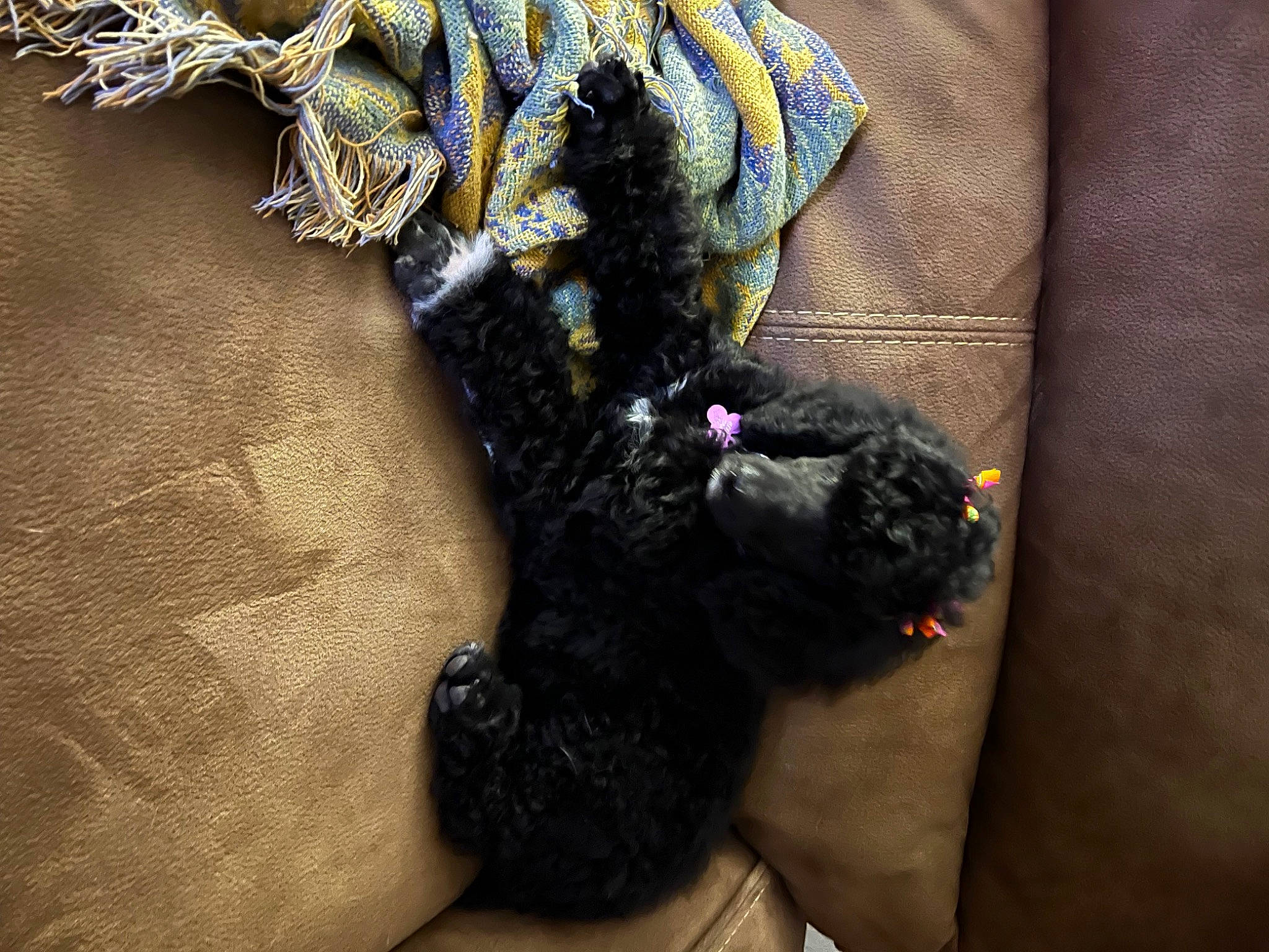 Ellie May is registered to the contest to win money with this photo: carnivore, claw, comfort, dog_breed, electric_blue, fashion_accessory, fashion_design, fiber, fur, linens, magenta, pattern, sleeve, sporting_group, tail, thread, visual_arts, wool, woolen, woven_fabric