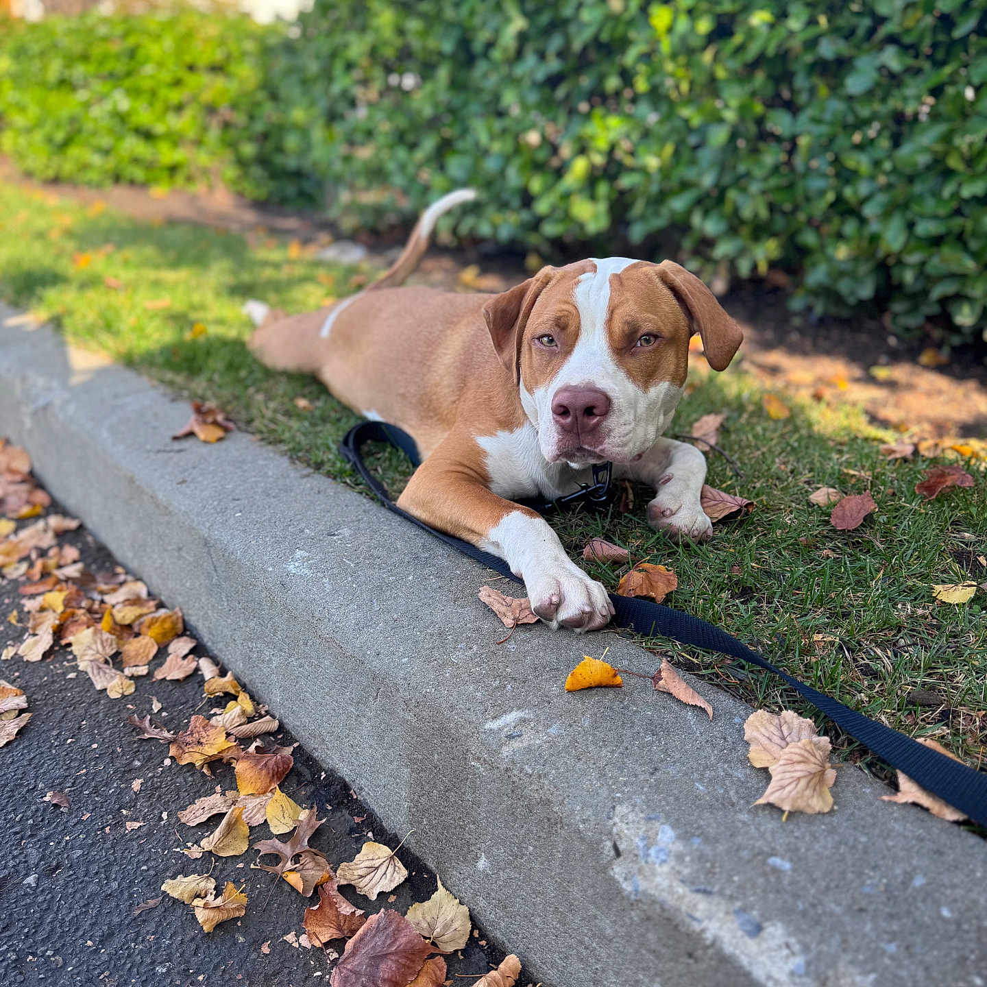Benny joined the competition — help win amazing prizes! animal, bulldog, canine, dog, grass, herbal, herbs, hound, leaf, outdoors, path, pet, pitbull, plant, pointer, puppy, slate, tree, vegetation, walkway