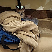 Luke joined the competition — help win amazing prizes! animal, bed, blanket, blue_bag, cozy, curious, dog, domestic, ears, fabric, fur, furniture, indoor, pet, pile, resting, sleeping_area, small_dog, soft, wood