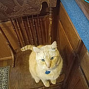 Kitty Kat is registered to the contest to win money with this photo: cat, orange_tabby, chair, wooden_chair, indoor, pet, feline, collar, tag, floor, wood_floor, kitchen, cabinet, curious, sitting, looking_up, furniture, home, domestic_animal, animal