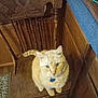 cat, orange_tabby, chair, wooden_chair, indoor, pet, feline, collar, tag, floor, wood_floor, kitchen, cabinet, curious, sitting, looking_up, furniture, home, domestic_animal, animal