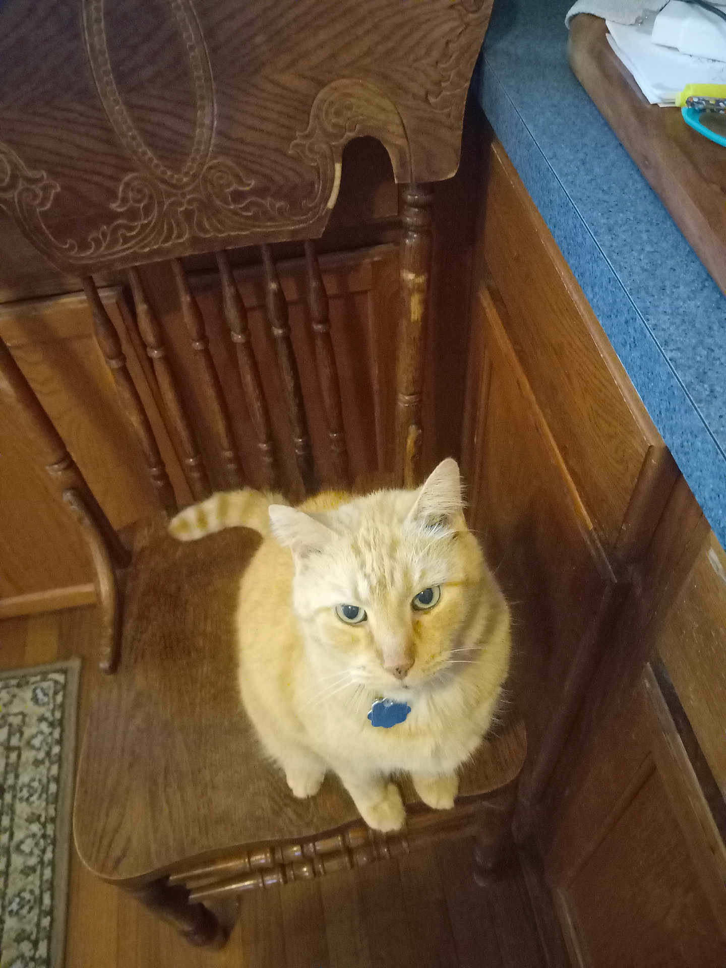 Kitty Kat