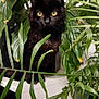 black_cat, cat, houseplant, green_leaves, indoor, yellow_eyes, feline, plant_pot, decor, table, leaf, curious, pet, domestic_animal, animal, nature, closeup, cozy, holiday, indoor_plant
