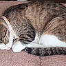 animal, blanket, cat, collar, cozy, curled_up, cute, cute_pet, domestic, feline, fur, indoor, nap, pet, relaxed, resting, sleeping, soft, tabby, whiskers