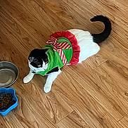 Georgette is registered to the contest to win money with this photo: animal, black_and_white_cat, blue_bowl, cat, curious, domestic_cat, festive_clothing, floor, food_bowl, green_outfit, indoor, looking_away, lying_down, pet, red_bow, tail, tutu, water_bowl, whiskers, wood_floor