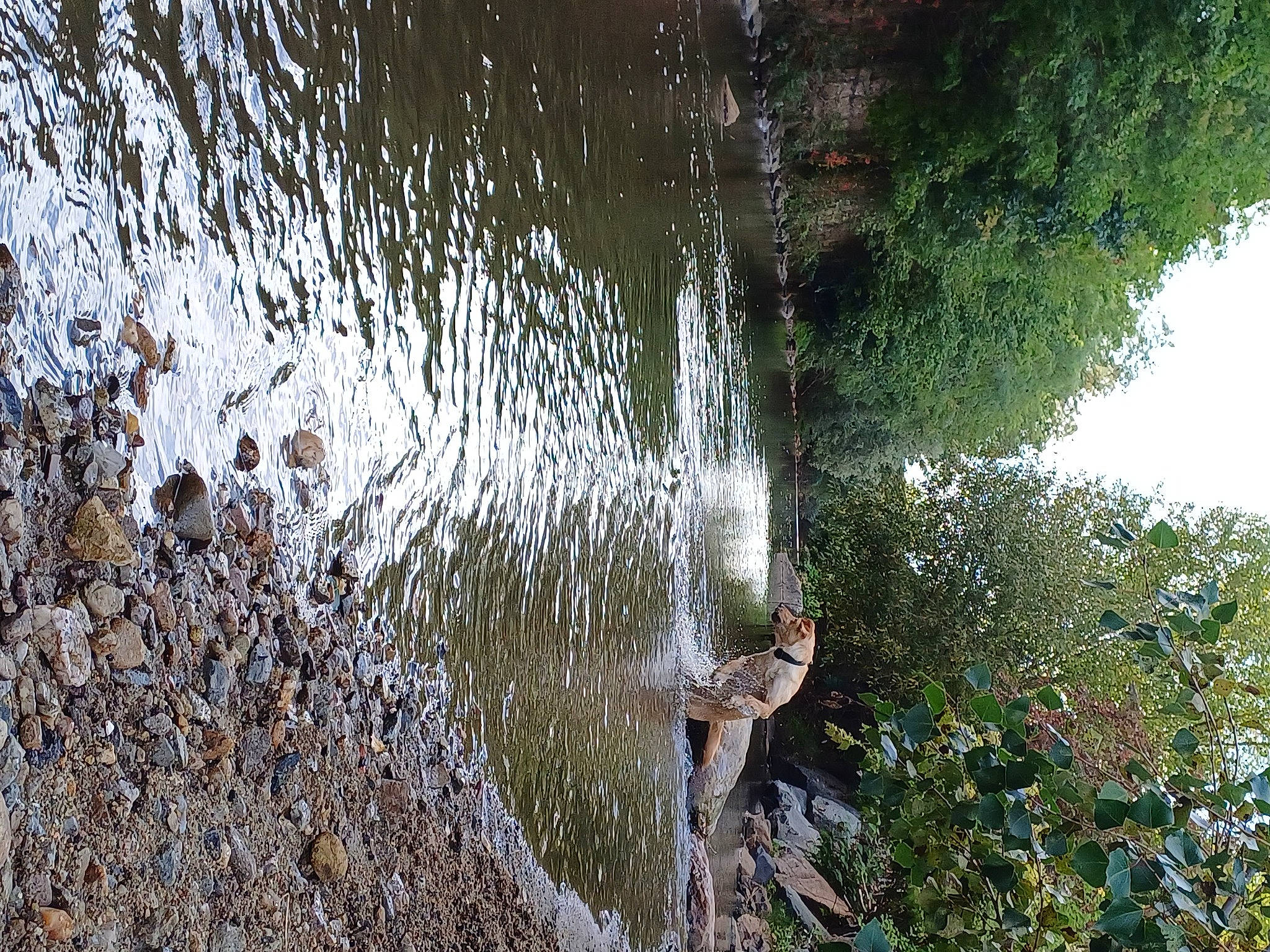 Laïka participe au concours pour gagner de l'argent avec cette photo : bank, forest, formation, fountain, grass, grass_family, jungle, lake, landscape, natural_landscape, plant, reflection, rock, tree, trunk, water, water_feature, water_resources, watercourse, wood