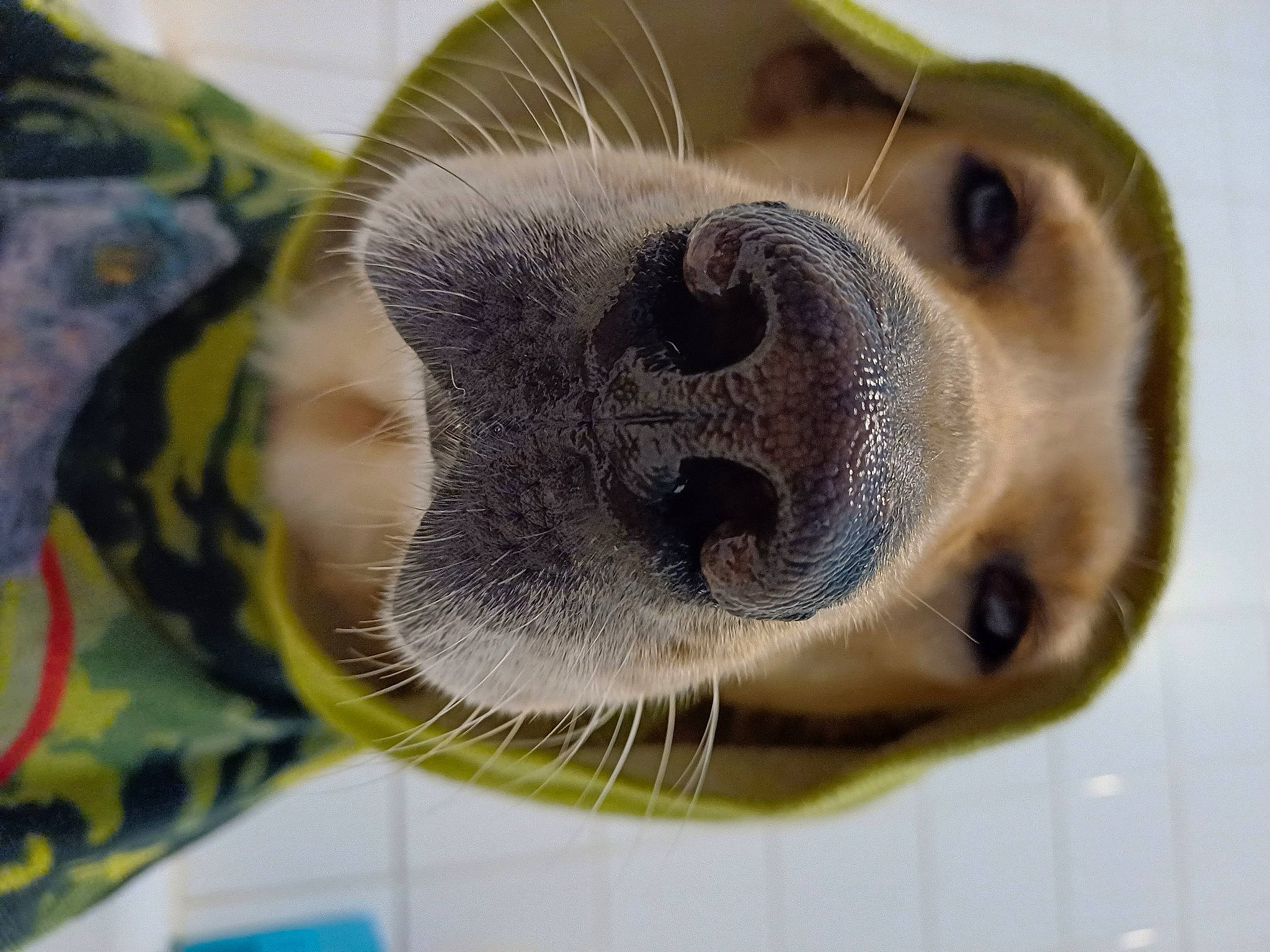 Laïka participe au concours pour gagner de l'argent avec cette photo : canidae, companion_dog, dog_breed, eyelash, fawn, fur, liver, macro_photography, plant, primate, snout, sporting_group, terrestrial_animal, whiskers, wildlife, wrinkle