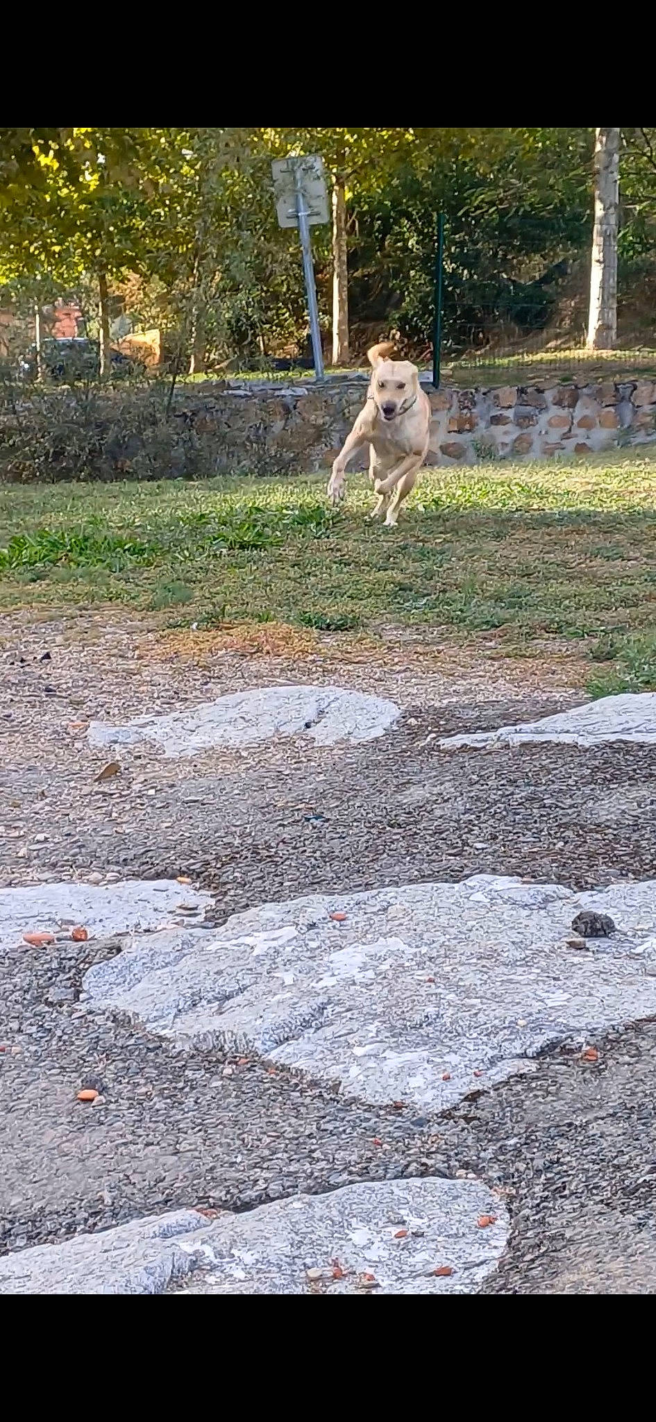 Laïka participe au concours pour gagner de l'argent avec cette photo : asphalt, carnivore, companion_dog, concrete, dog, dog_breed, fawn, flagstone, garden, grass, groundcover, landscape, landscaping, plant, road_surface, sidewalk, soil, tail, tar, tree