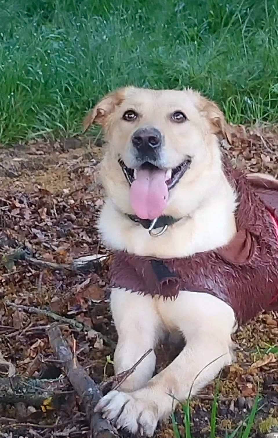 Laïka participe au concours pour gagner de l'argent avec cette photo : ancient_dog_breeds, canidae, carnivore, collar, companion_dog, dog, dog_breed, dog_collar, fang, fawn, fur, grass, labrador_retriever, plant, retriever, soil, sporting_group, terrestrial_animal, whiskers, working_dog