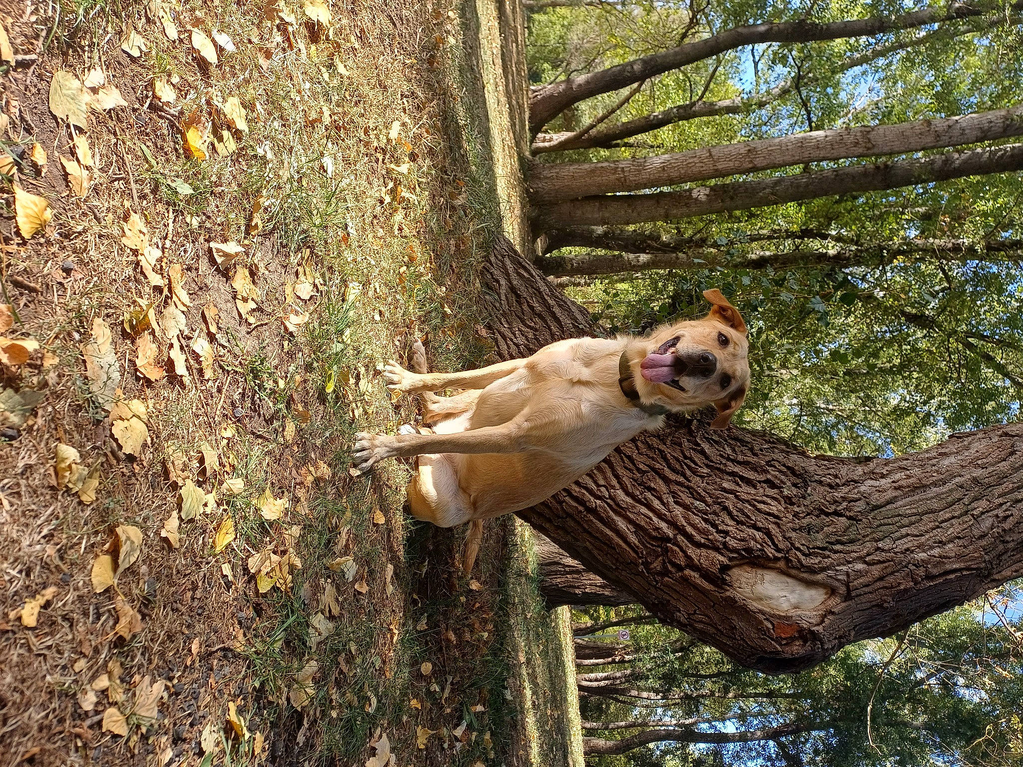 Laïka a rejoint le concours — aidez-le/la à gagner de superbes lots ! canidae, carnivore, companion_dog, dog, dog_breed, fawn, forest, non_sporting_group, people_in_nature, plant, snout, sporting_group, tail, terrestrial_animal, tree, trunk, twig, wildlife, wood, working_animal