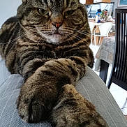 Lilou a rejoint le concours — aidez-le/la à gagner de superbes lots ! animal, cat, chair, closeup, cozy, domestic, feline, furniture, home, indoor, kitchen, lap, paws, pet, relaxed, resting, striped, tabby, table, whiskers