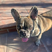 Meech joined the competition — help win amazing prizes! animal, brindle, canine, close_up, companion, cute, daylight, dog, domestic_animal, ears_up, focus, french_bulldog, looking_up, outdoor, pet, portrait, shadow, sunlight, tile_floor, tongue_out