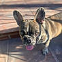 animal, brindle, canine, close_up, companion, cute, daylight, dog, domestic_animal, ears_up, focus, french_bulldog, looking_up, outdoor, pet, portrait, shadow, sunlight, tile_floor, tongue_out