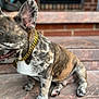 Meech joined the competition — help win amazing prizes! animal, brick_wall, brindle, canine, close_up, collar, cute, dog, domestic, ears_up, french_bulldog, friendly, gold_chain, outdoor, paw, pet, sitting, steps, stone, tongue_out