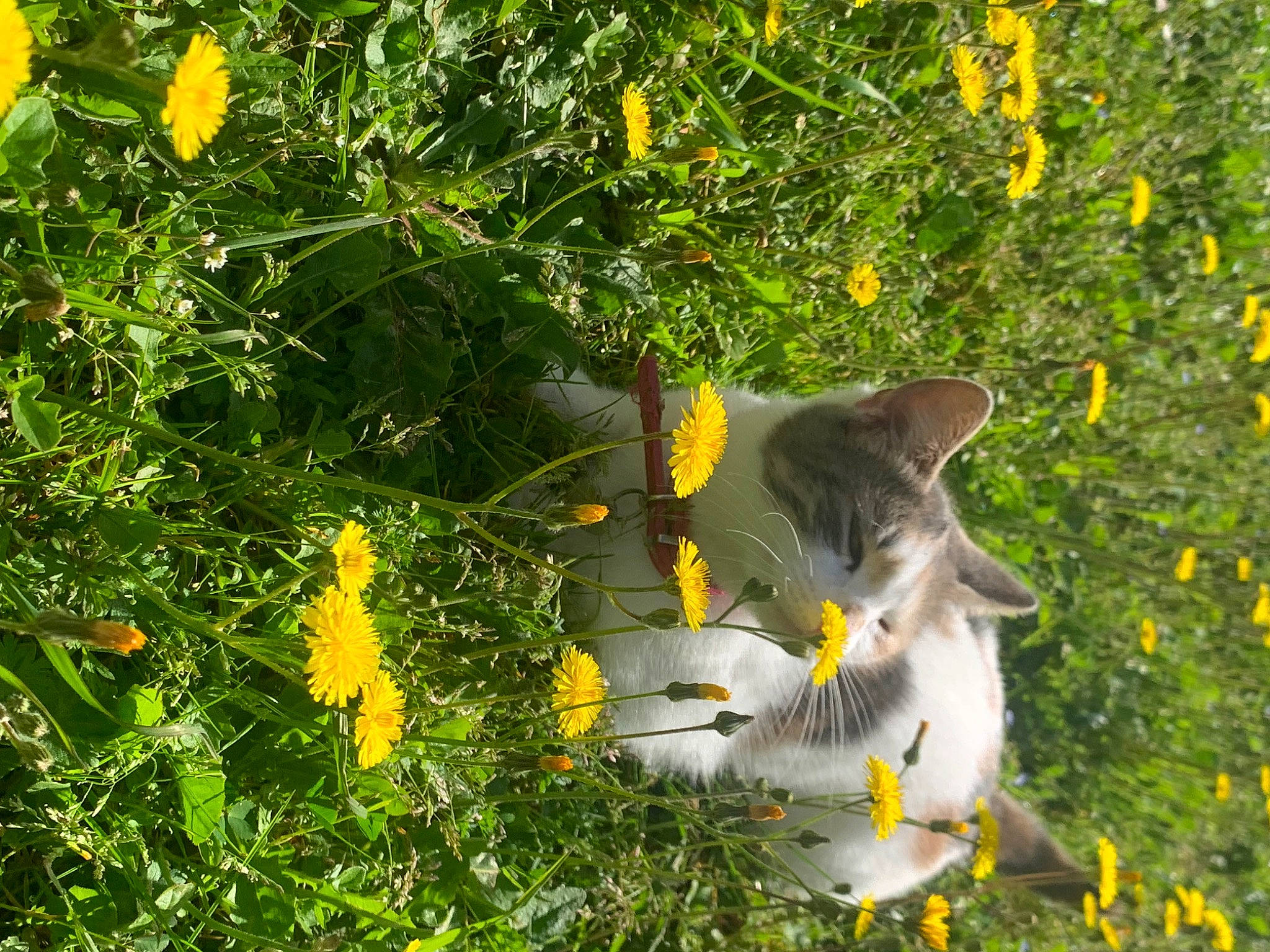 Mia participe au concours pour gagner de l'argent avec cette photo : annual_plant, art, cat, daisy_family, felidae, flower, flowering_plant, garden, grass, grassland, groundcover, herb, herbaceous_plant, meadow, petal, plant, shrub, tail, tree, yellow