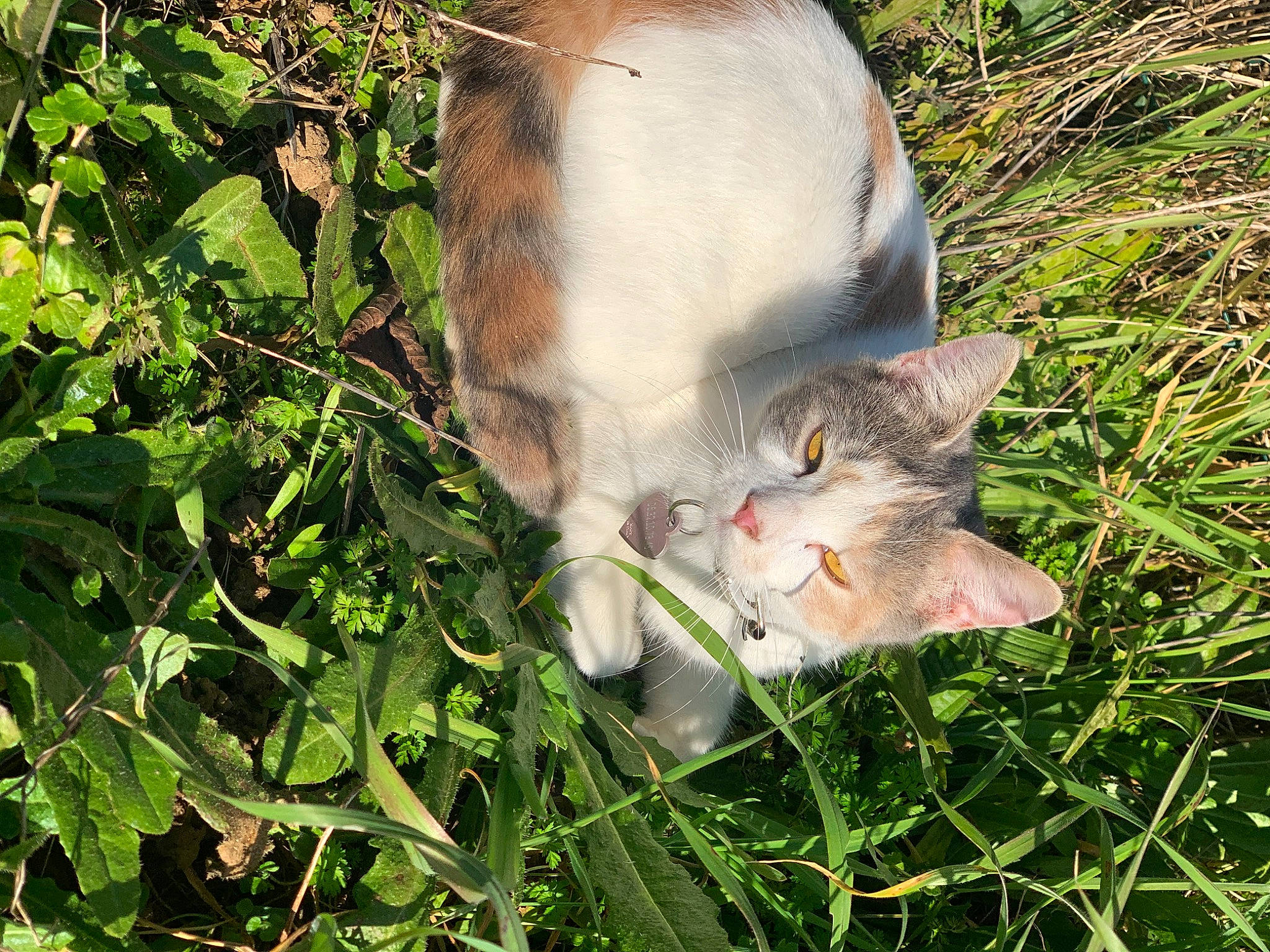 Mia participe au concours pour gagner de l'argent avec cette photo : carnivore, cat, domestic_short_haired_cat, fawn, felidae, flowering_plant, fur, grass, groundcover, herb, leaf, plant, small_to_medium_sized_cats, snout, tail, terrestrial_animal, whiskers, wildlife