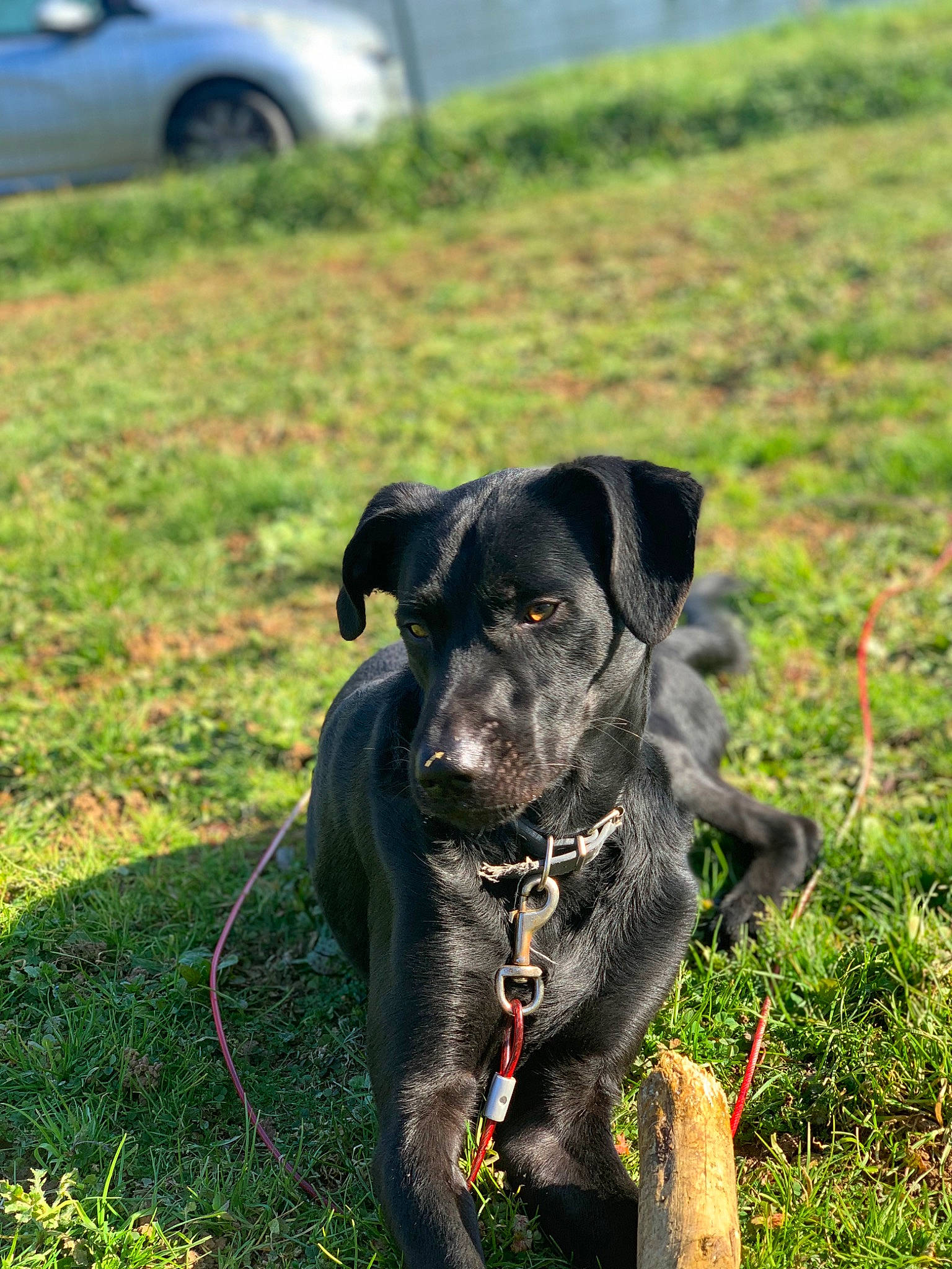 Falko a rejoint le concours — aidez-le/la à gagner de superbes lots ! carnivore, collar, companion_dog, dog, dog_breed, dog_collar, dog_supply, fashion_accessory, fawn, grass, grassland, groundcover, leash, plant, snout, sporting_group, tail, tire, wheel, working_animal