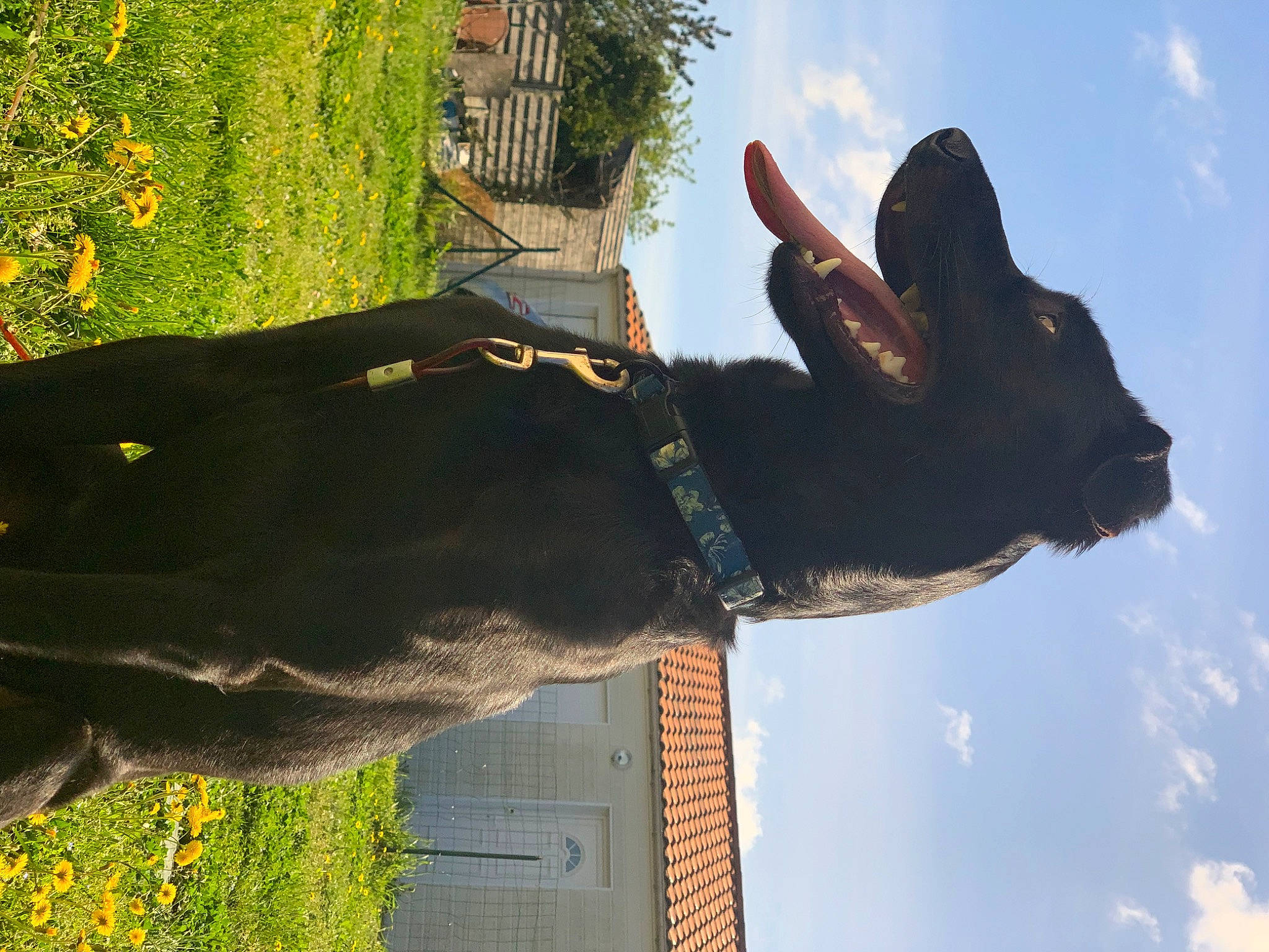 Falko participe au concours pour gagner de l'argent avec cette photo : adventure, cloud, flower, fun, gesture, grass, guard_dog, landscape, leisure, mammal, pack_animal, people_in_nature, plant, shadow, sky, tail, travel, tree, wildlife, working_animal