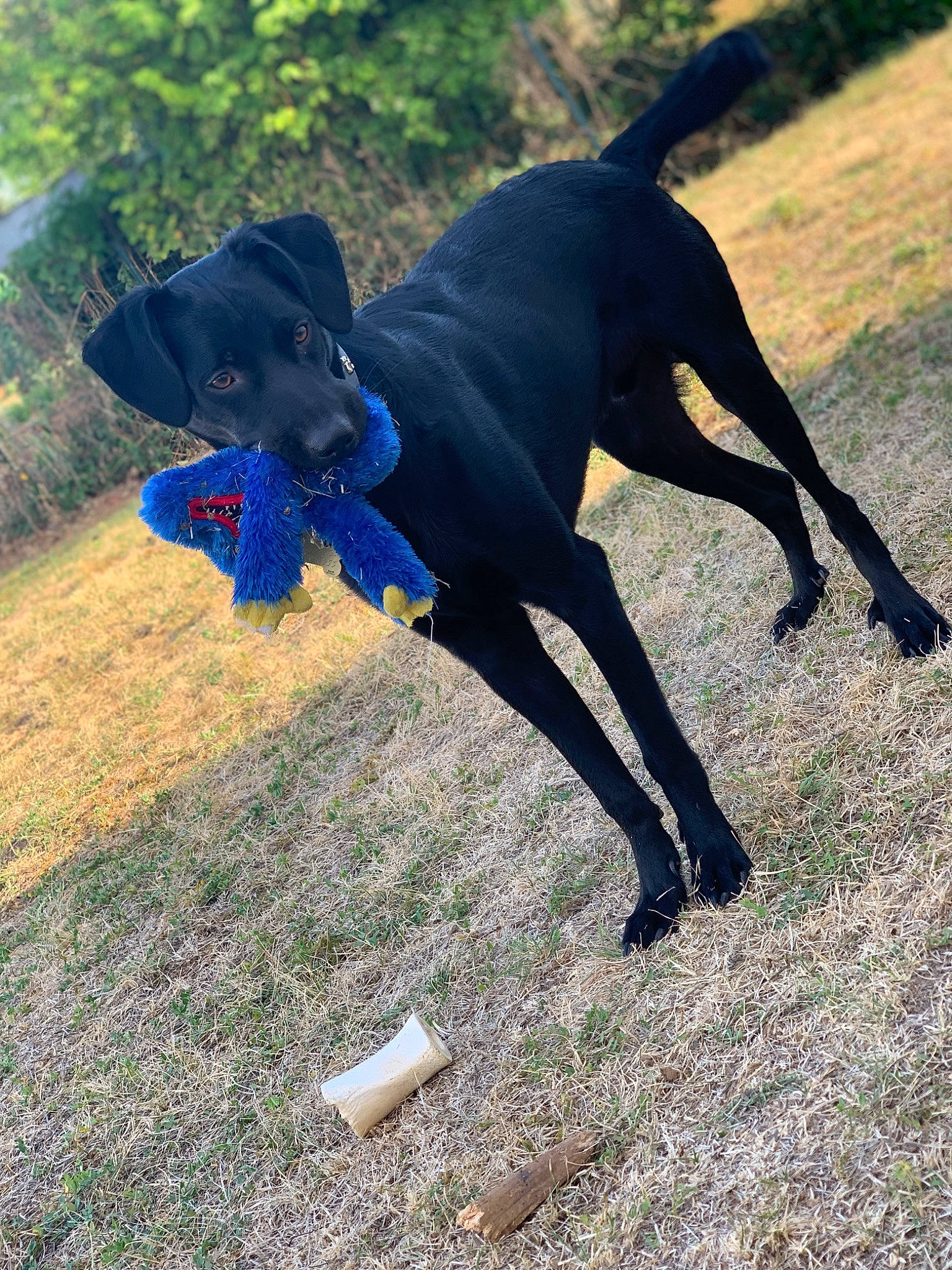 Falko participe au concours pour gagner de l'argent avec cette photo : borador, canidae, carnivore, companion_dog, dog, dog_breed, dog_supply, electric_blue, grass, guard_dog, gun_dog, plant, shadow, soil, sporting_group, tail, terrestrial_animal, tree, working_animal, working_dog