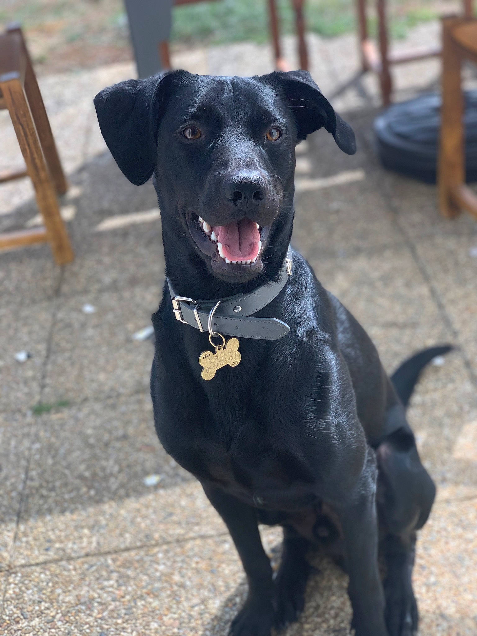 Falko participe au concours pour gagner de l'argent avec cette photo : borador, canidae, carnivore, collar, companion_dog, dog, dog_breed, dog_collar, fawn, fur, guard_dog, gun_dog, leash, outdoor_furniture, pet_supply, snout, sporting_group, tail, whiskers, working_animal