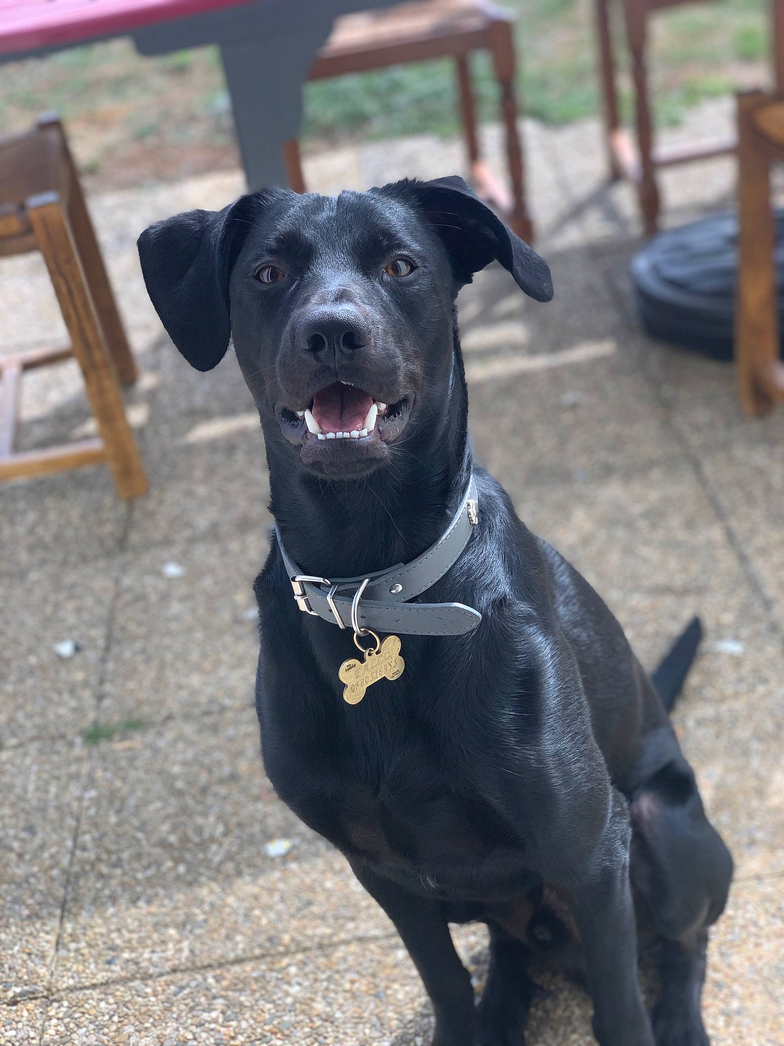 Falko a rejoint le concours — aidez-le/la à gagner de superbes lots ! borador, canidae, carnivore, collar, companion_dog, dog, dog_breed, dog_collar, dog_supply, fashion_accessory, fawn, guard_dog, leash, outdoor_furniture, pet_supply, snout, sporting_group, tail, whiskers, working_animal