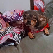 Star joined the competition — help win amazing prizes! animal, blanket, blurred, colorful, companion, couch, cozy, dog, domestic, fabric, floral_pattern, furniture, indoor, pattern, pet, red_clothing, resting, small_dog, wearing_clothes, zebra_pattern
