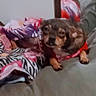 animal, blanket, blurred, colorful, companion, couch, cozy, dog, domestic, fabric, floral_pattern, furniture, indoor, pattern, pet, red_clothing, resting, small_dog, wearing_clothes, zebra_pattern