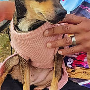 Star joined the competition — help win amazing prizes! dog, small_dog, pink_sweater, pet, outdoor, person, hand, tree, casual_clothing, lap, resting, brown_fur, short_hair, nail, human_hand, ring, nature, relaxing, close_up, companionship