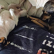 Rowdy And Star joined the competition — help win amazing prizes! animal, black_and_tan_dog, blanket, companion, couch, cozy, cute, dog, domestic, fur, home, indoor, lying_down, paws, pet, relaxing, resting, sleepy, upside_down, white_dog