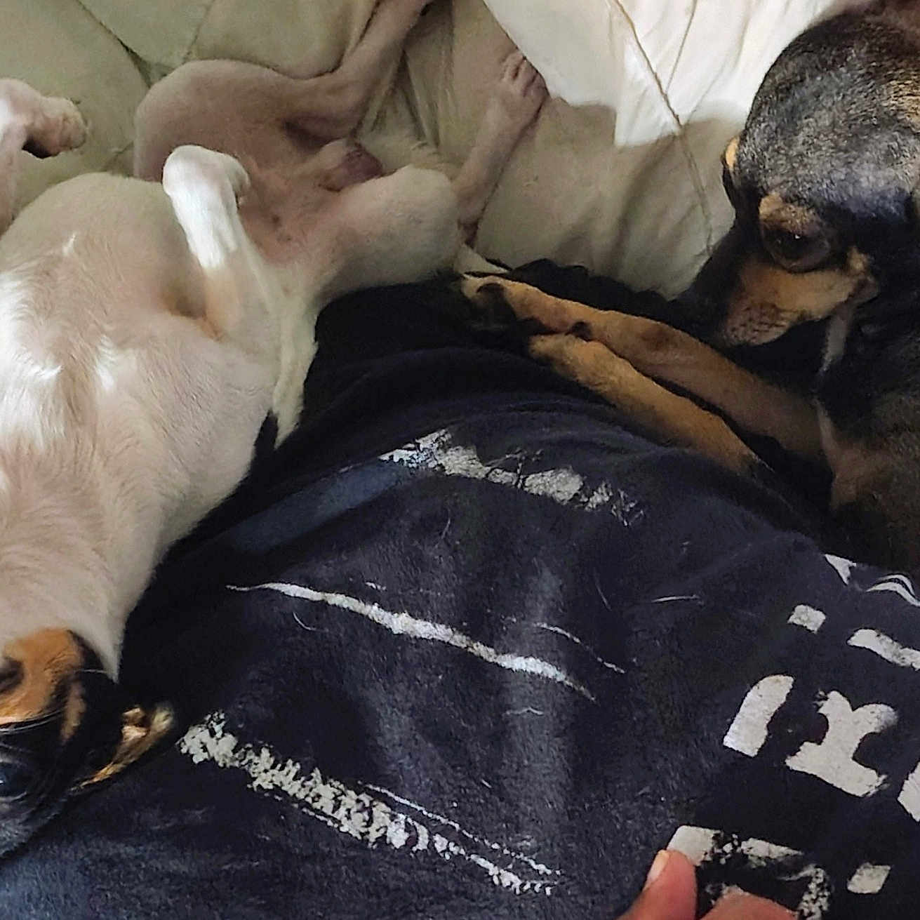 Rowdy And Star