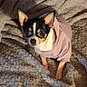 adorable, animal, blanket, chihuahua, companion, cozy, cute, dog, ears, face, fur, indoor, looking_up, lying_down, pet, resting, small_dog, sweater, texture, warm