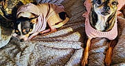 Rowdy And Star is registered to the contest to win money with this photo: animal, black, blanket, brown, clothing, companion, cozy, cute, cute_animals, dog, fur, indoor, lying_down, pet, resting, small_dog, sweater, texture, two_dogs, white