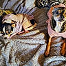 animal, black, blanket, brown, clothing, companion, cozy, cute, cute_animals, dog, fur, indoor, lying_down, pet, resting, small_dog, sweater, texture, two_dogs, white