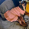 animal, blanket, brown_fur, canine, comfort, companion, cozy, cute, dog, fur, indoors, knitted_sweater, pet, pink_sweater, portrait, relaxed, resting, small_dog, texture, warm_clothing