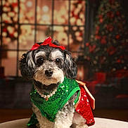 Davina joined the competition — help win amazing prizes! adorable, animal, black_and_white_fur, bokeh, celebration, christmas_tree, cute, decorations, dog, festive_clothing, green_outfit, holiday, indoor, pearl_necklace, pet, portrait, red_bow, seated, small_dog, warm_lighting