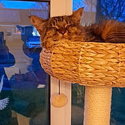 Markuska is registered to the contest to win money with this photo: animal, cat, cat_tree, cozy, domestic_cat, evening, fur, furniture, home, indoor, pet, relaxed, resting, scratching_post, sleeping, soft_lighting, tabby_cat, toy_ball, window, woven_basket