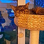 animal, cat, cat_tree, cozy, domestic_cat, evening, fur, furniture, home, indoor, pet, relaxed, resting, scratching_post, sleeping, soft_lighting, tabby_cat, toy_ball, window, woven_basket