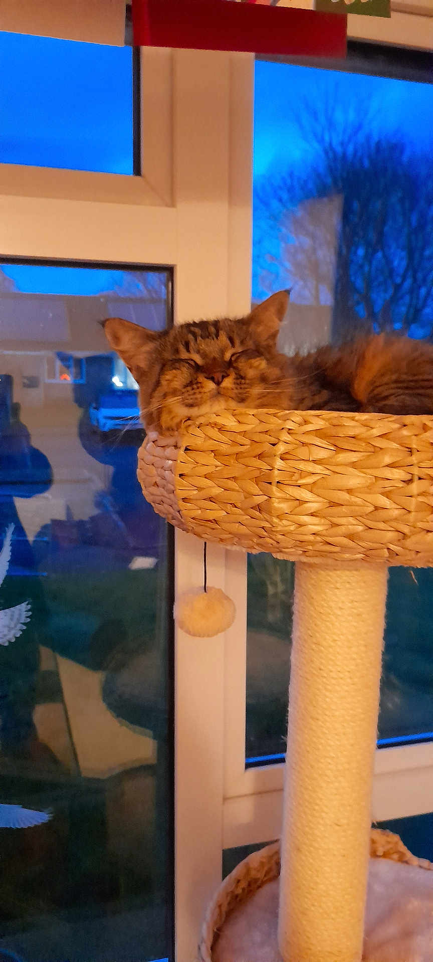 Markuska is registered to the contest to win money with this photo: animal, cat, cat_tree, cozy, domestic_cat, evening, fur, furniture, home, indoor, pet, relaxed, resting, scratching_post, sleeping, soft_lighting, tabby_cat, toy_ball, window, woven_basket