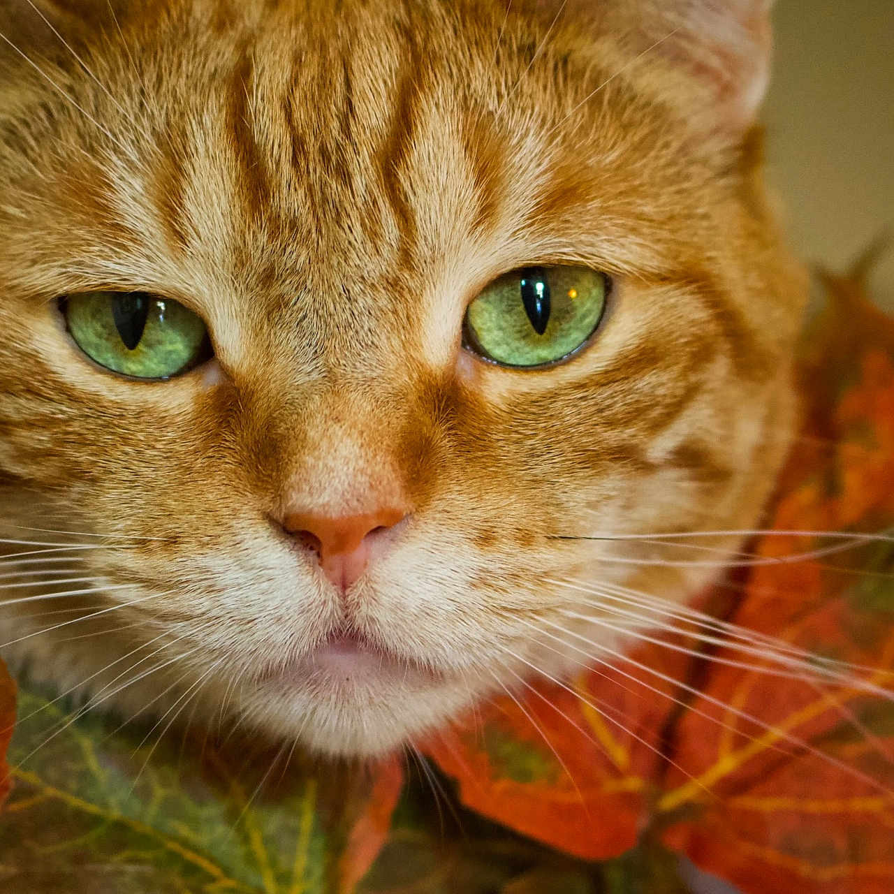 Dolly Rae joined the competition — help win amazing prizes! abyssinian, animal, cat, kitten, leaf, manx, pet, plant