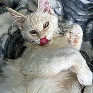 Bolt a rejoint le concours — aidez-le/la à gagner de superbes lots ! cat, white_cat, fluffy, pet, animal, licking_nose, paw, pink_paw_pads, fur, whiskers, ears, eyes, blanket, patterned_blanket, cozy, indoor, cute, playful, relaxed, close_up