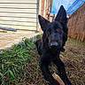 dog, black_dog, pet, grass, yard, fence, house, outdoor, sky, blue_sky, chew_toy, animal, canine, ears, paw, nature, daylight, curious, close_up, portrait