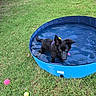 dog, black_dog, pool, water, grass, yard, outdoor, pet, playful, toy, ball, summer, canine, blue_pool, animal, pet_accessory, nature, recreation, fun, daytime