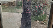Kthara is registered to the contest to win money with this photo: dog, black_dog, window, dirty_window, backyard, flowers, rose_bush, patio, concrete, garden, fence, pet_bed, tongue_out, outdoor, daylight, house, grass, plants, playful, animal
